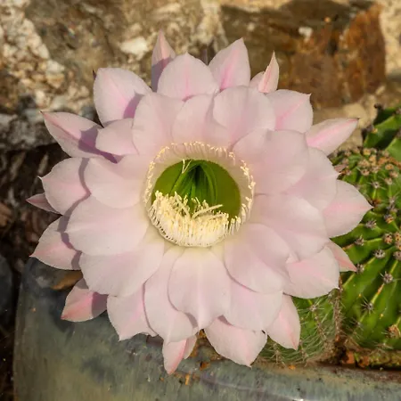 לינה וארוחת בוקר Mas La Marchette